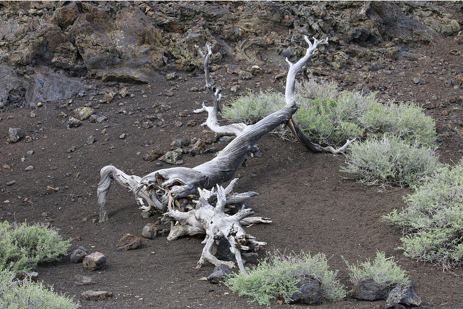 D07791 Juniper Stump in Craters of the Moon Photograph by Ed Cooper Photography