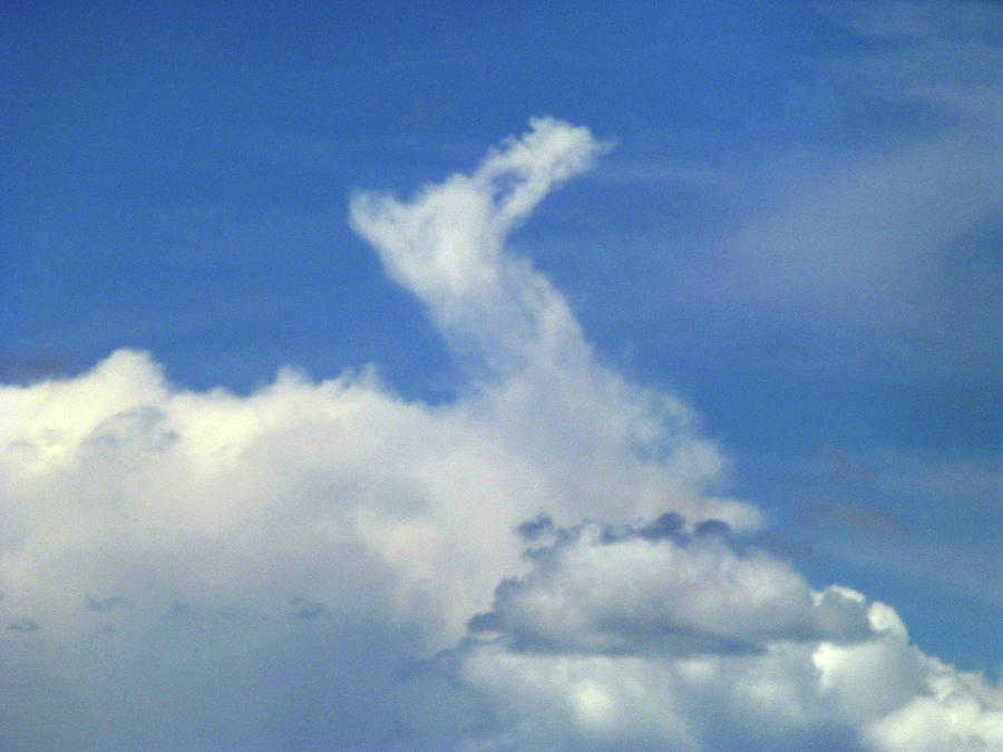D09148-DC Cloud Camel Photograph by Ed Cooper Photography