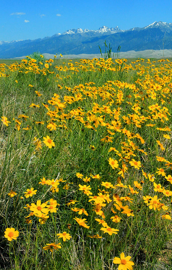 D10942 Yellow Flowers at Great Sand Dunes Nat Park V Photograph by Ed Cooper Photography