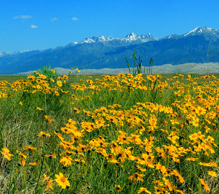 D10943-H Yellow Flowers at Great Sand Dunes Nat Park H Photograph by Ed Cooper Photography