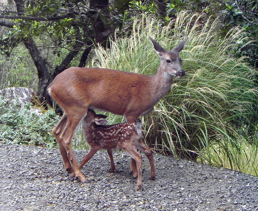D2B6314 Fawn and Deer Mom Photograph by Ed Cooper Photography