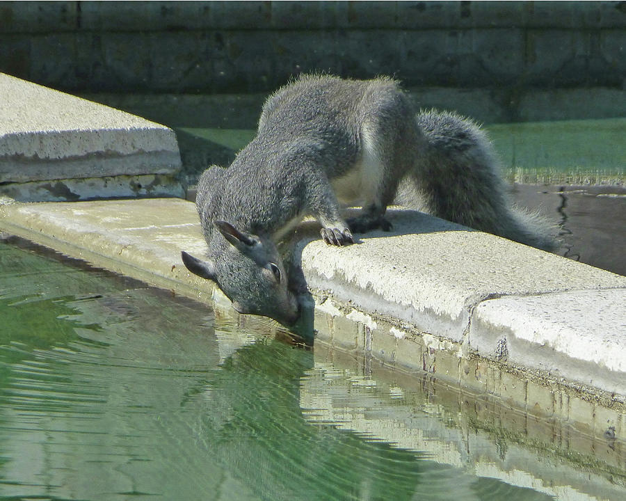 D2B6341-DC Gray Squirrel Drinking from the Pool Photograph by Ed Cooper Photography