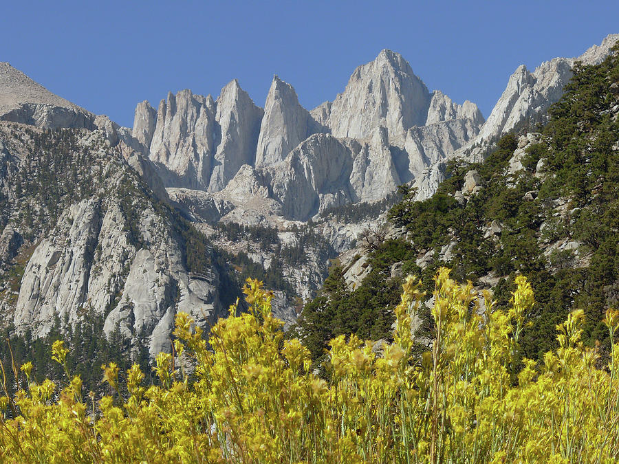 D2M6450 Mt. Whitney and Rabbit Brush Photograph by Ed Cooper Photography