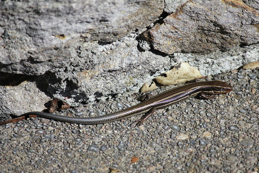 D3B6340 Western Skink on Sonoma Mountain Photograph by Ed Cooper Photography