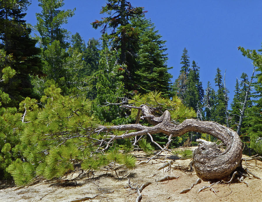 D3N6102-DC Gnarled Tree  Photograph by Ed Cooper Photography