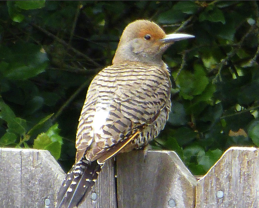 D6B6327 Flicker Bird on Sonoma Mountain Photograph by Ed Cooper Photography