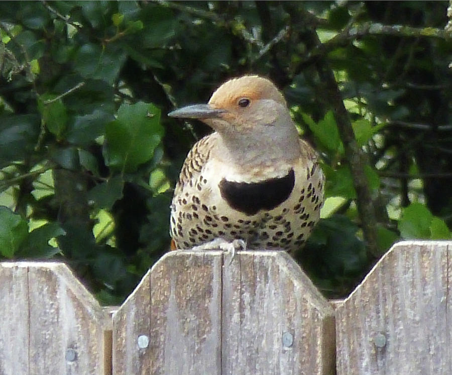 D6B6328 Flicker Bird on Sonoma Mountain Photograph by Ed Cooper Photography
