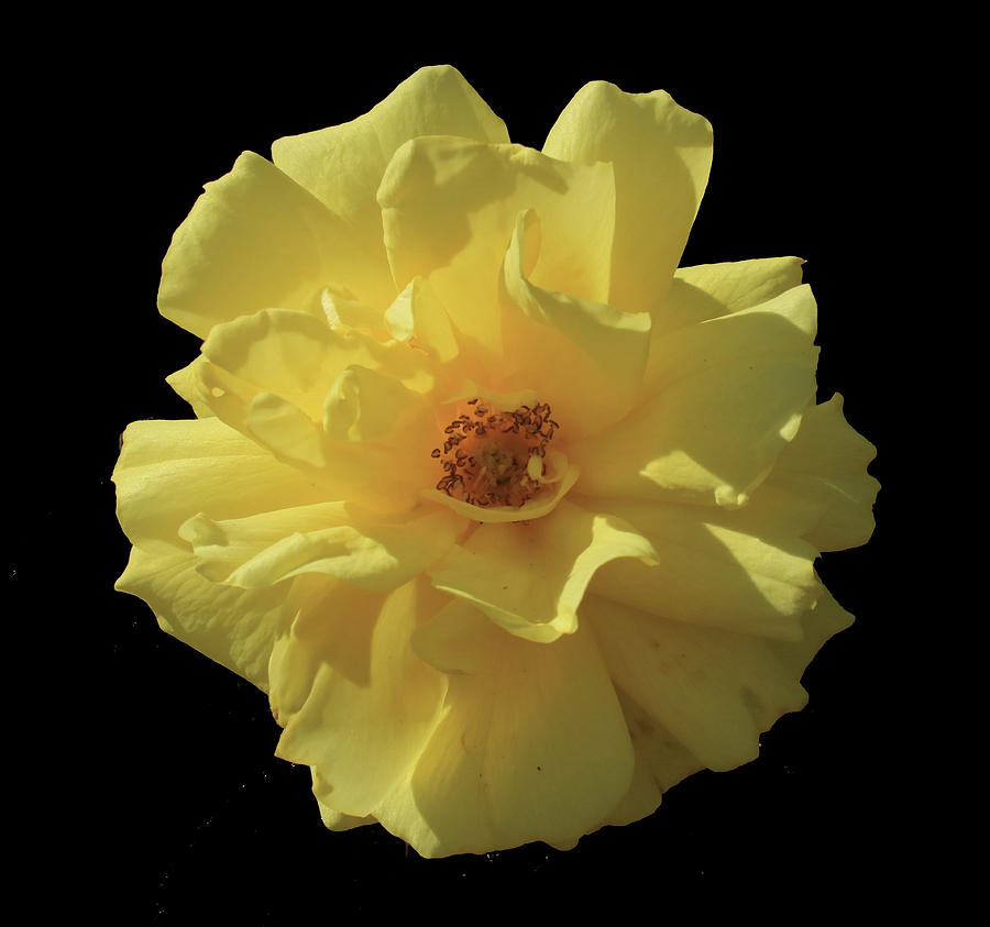 D6B6347 Yellow Rose in our Garden Photograph by Ed Cooper Photography