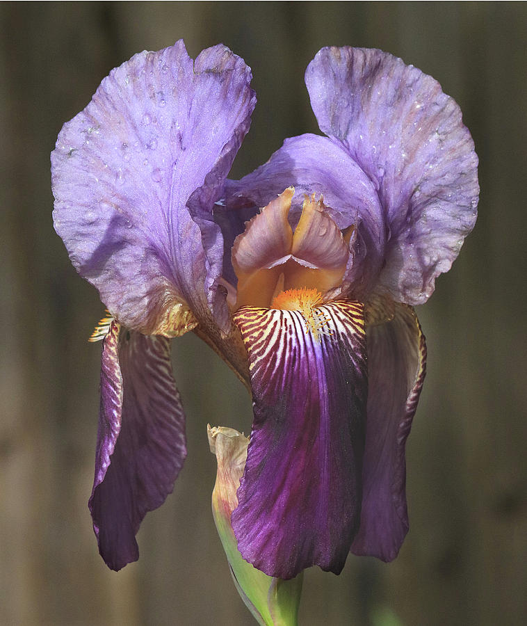 D6B6376 Iris on Sonoma Mountain Photograph by Ed Cooper Photography