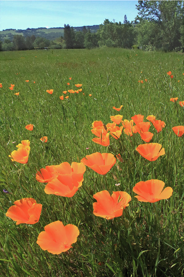 D6B6384 California Poppies Photograph by Ed Cooper Photography