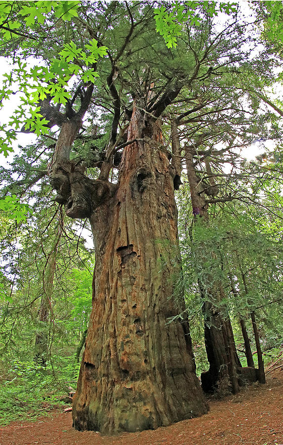 D6B6396 Ancient Grandmother Tree Photograph by Ed Cooper Photography