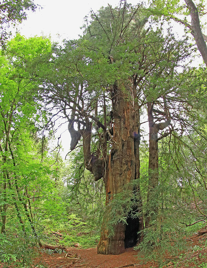 D6B6397 Ancient Grandmother Tree Photograph by Ed Cooper Photography