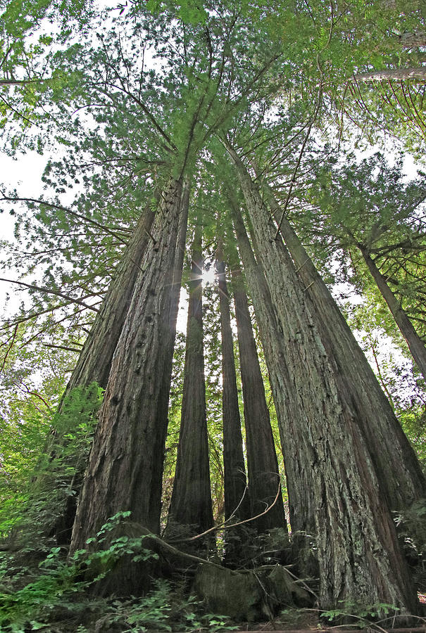 D6B6399 Redwood Grove on Sonoma Mountain Photograph by Ed Cooper Photography