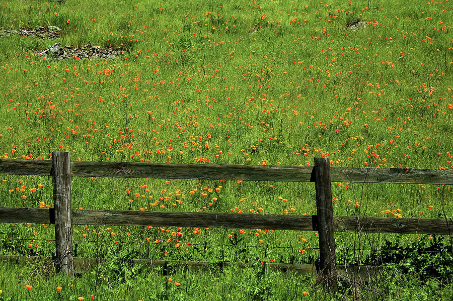 D7B6306 Fence and Poppies Photograph by Ed Cooper Photography