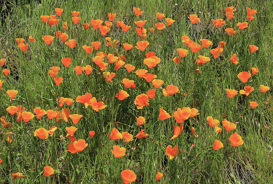 d7b6307 California Poppies Photograph by Ed Cooper Photography