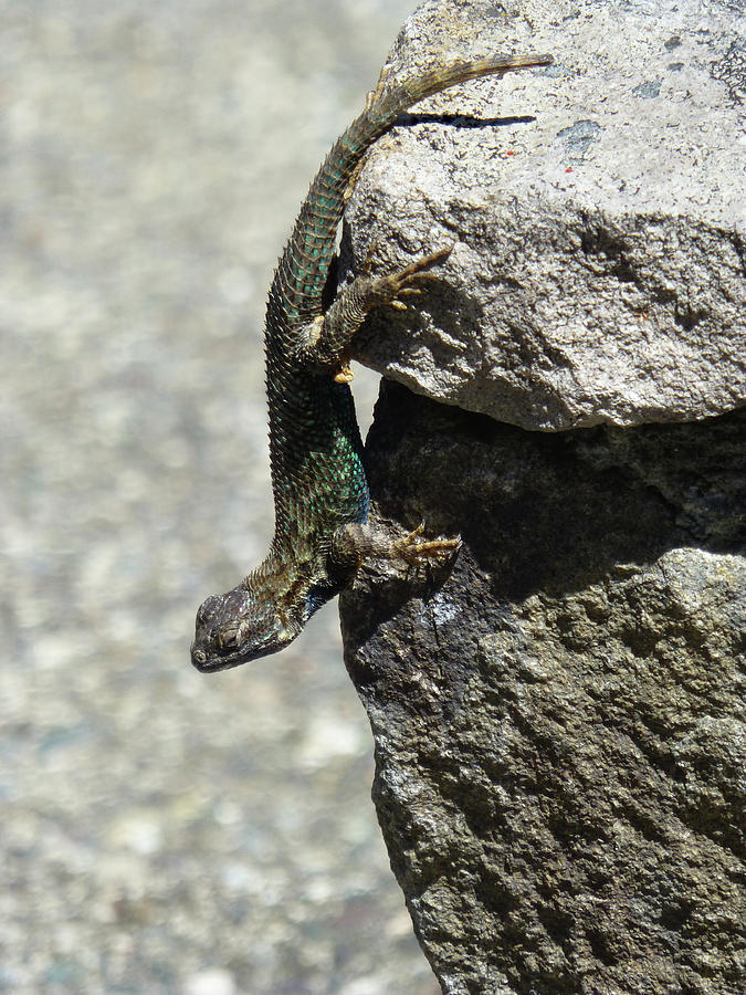 D7B6335 Western Fence Lizard, male, Sonoma Mountain, CA Photograph by Ed Cooper Photography
