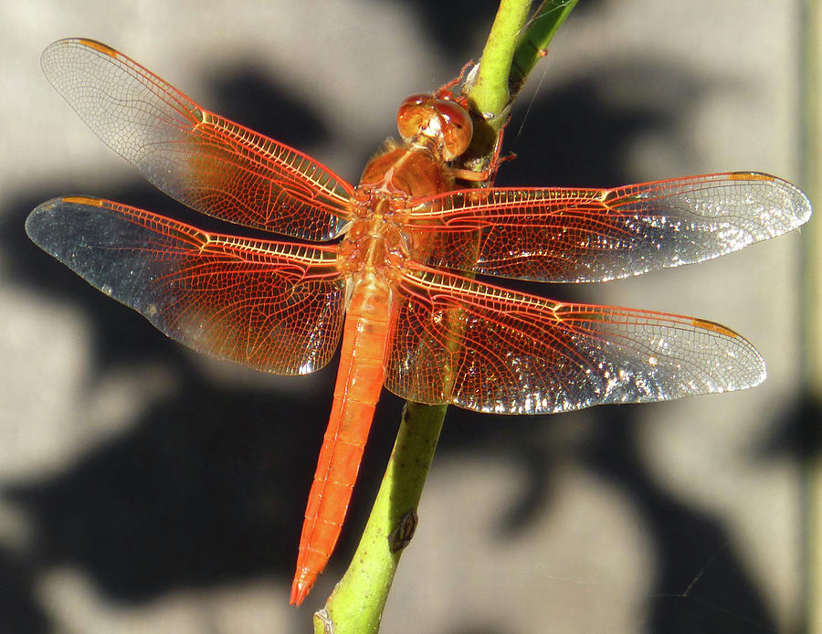d7b6390 Red Veined Dragonfly Photograph by Ed Cooper Photography
