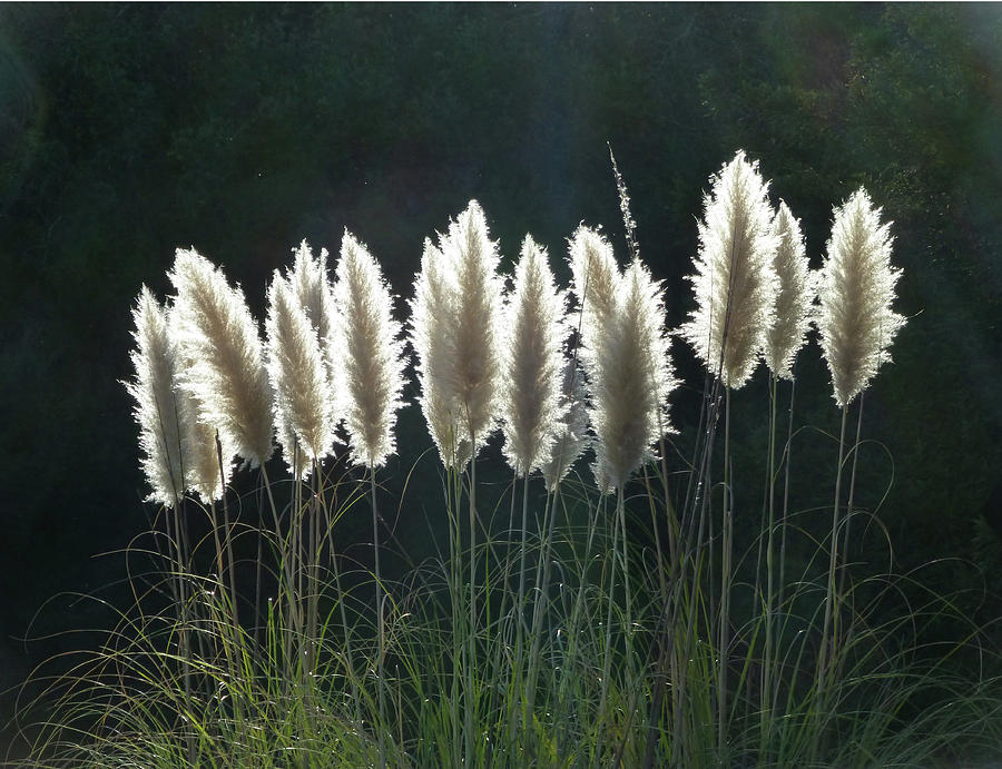 D8B6302 Pampas Grass at my Home Photograph by Ed Cooper Photography