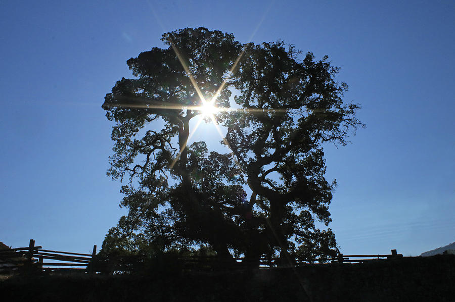 D8B6305 Sunburst Through Large Oak Jack London State Historic Park Photograph by Ed Cooper Photography