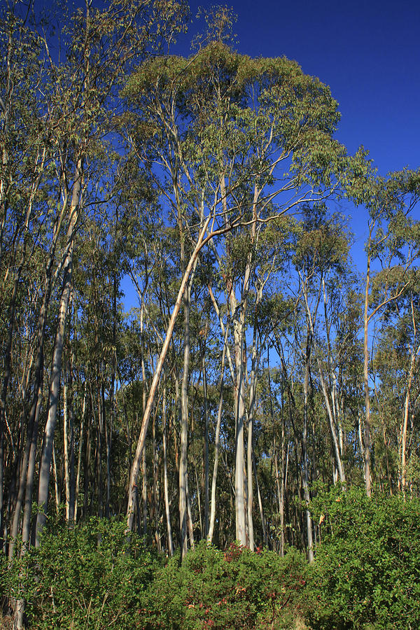 d8b6307 Eucalyptus Trees Jack London State Park Photograph by Ed Cooper Photography