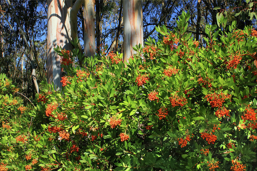 D8B6308 Toyon Plant AKA Christmas Berry Photograph by Ed Cooper Photography