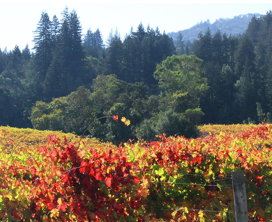 D8b6309 Fall Colors in Jack London Vineyard Photograph by Ed Cooper Photography