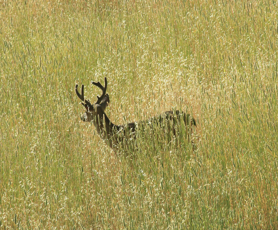 D8B6337 Mule Deer Buck in Field CA Photograph by Ed Cooper Photography