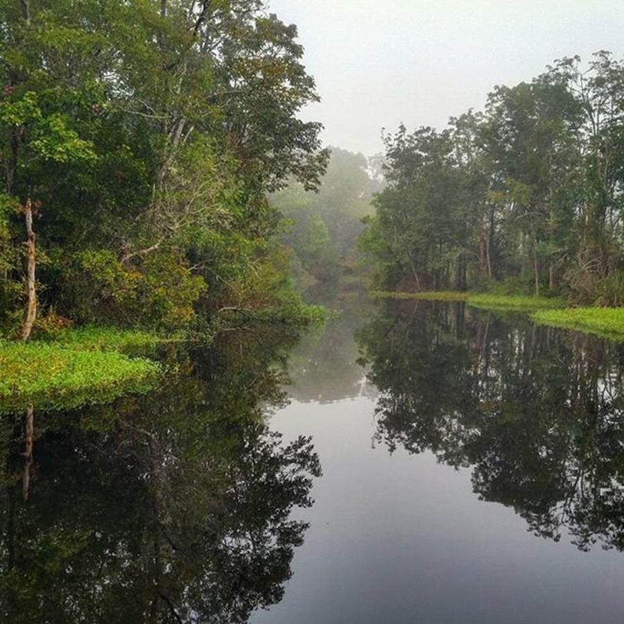 Nature Photograph - Da Swamp :0) I Want A Canoe! #fog by Karen Breeze