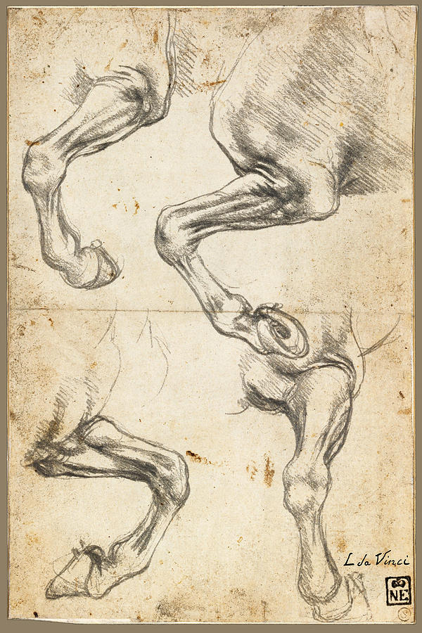 Da Vinci Horse Leg Study By Da Vinci Painting