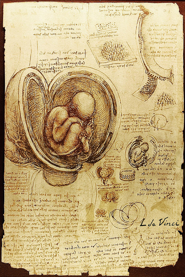 Da Vinci Studies Of Embryos By Da Vinci Painting by Tony Rubino