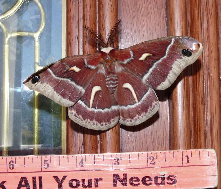 DA0008 Cecropia Moth on Sonoma Mountain Photograph by Ed Cooper Photography