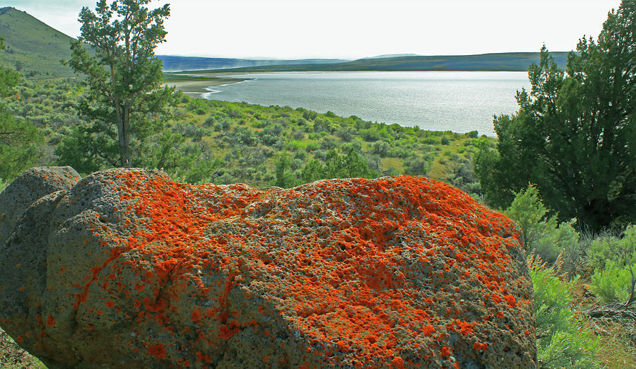 DA5869 Lichen Covered Rock Photograph by Ed Cooper Photography