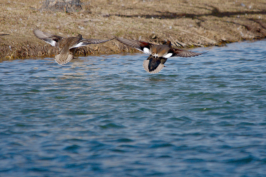 Gadwall Ducks - In Flight Side By Side Photograph