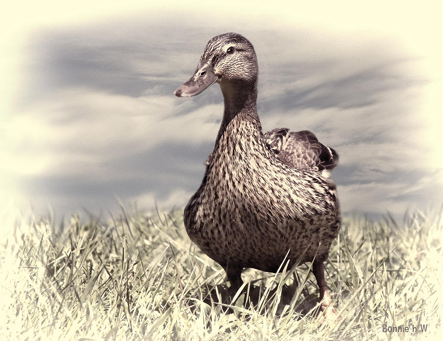 Duck Photograph - Dabbling Duck by Bonnie Willis