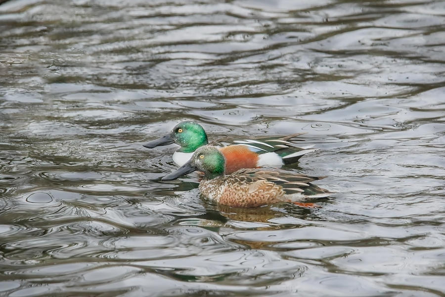 Duck Photograph - Dabbling Ducks by Nikki Vig Duck Photograph - Dabbling Ducks by Nikki Vig