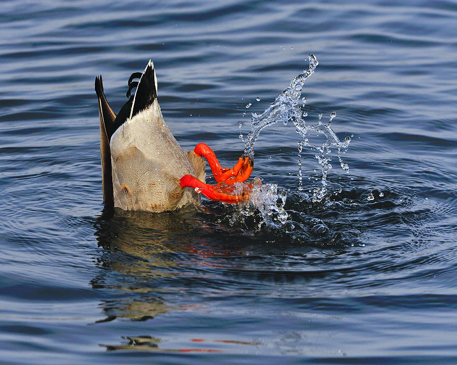 Duck Photograph - Dabbling - Mallard by Tony Beck