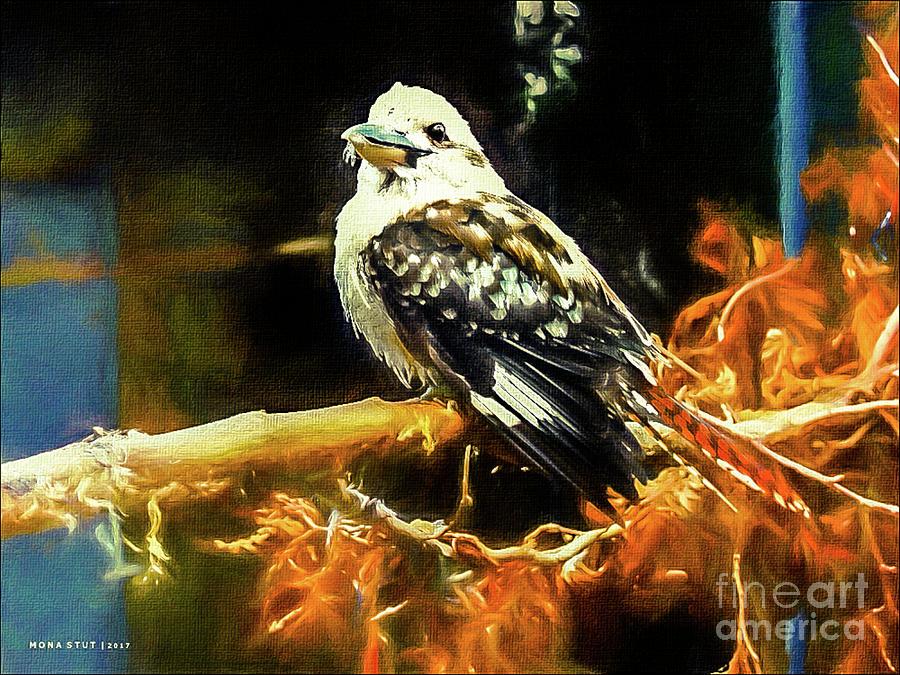 Kookaburra Kingfisher Dacelo-novaeguineae Mixed Media by Mona Stut