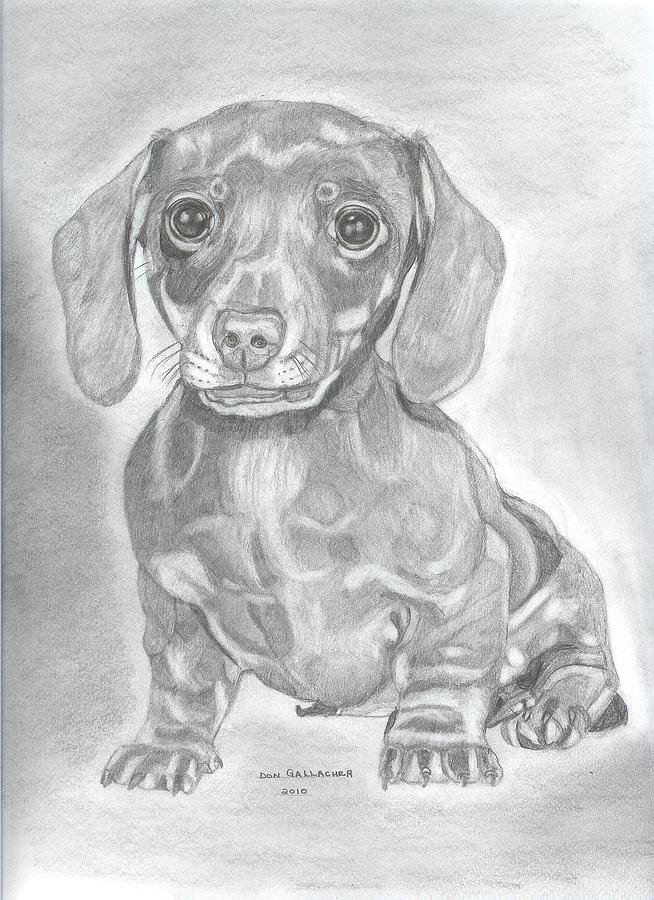 Nature Drawing - Dachshund by Don  Gallacher