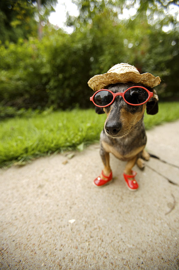 Nature Photograph - Dachshund In Sunglasses, Straw Hat by Gillham Studios