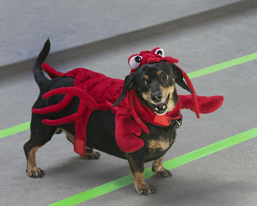 Dachshund Lobster Photograph by Mitch Spence