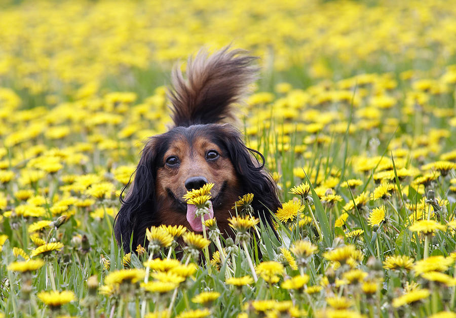 Dachshund on a meadow in bloom Photograph by Michal Boubin