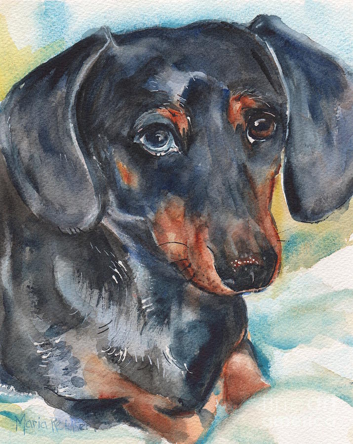 Dachshund Portrait In Watercolor Painting by Maria Reichert