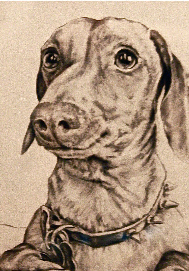 Dachshund Portrait Drawing by Martha Bennett - Fine Art America