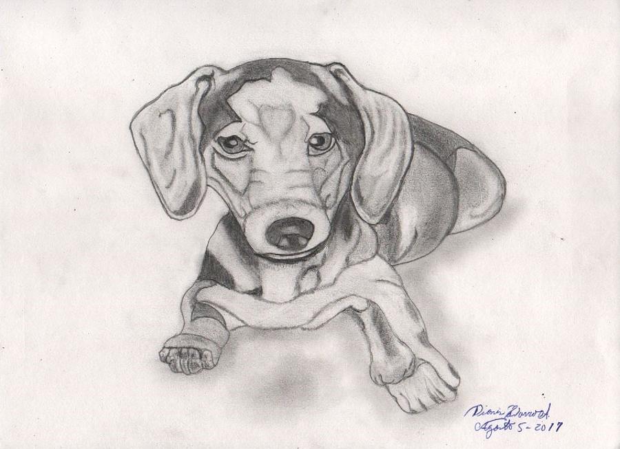 Dachshund Drawing - Dachshund Puppy by Dionis Navarro