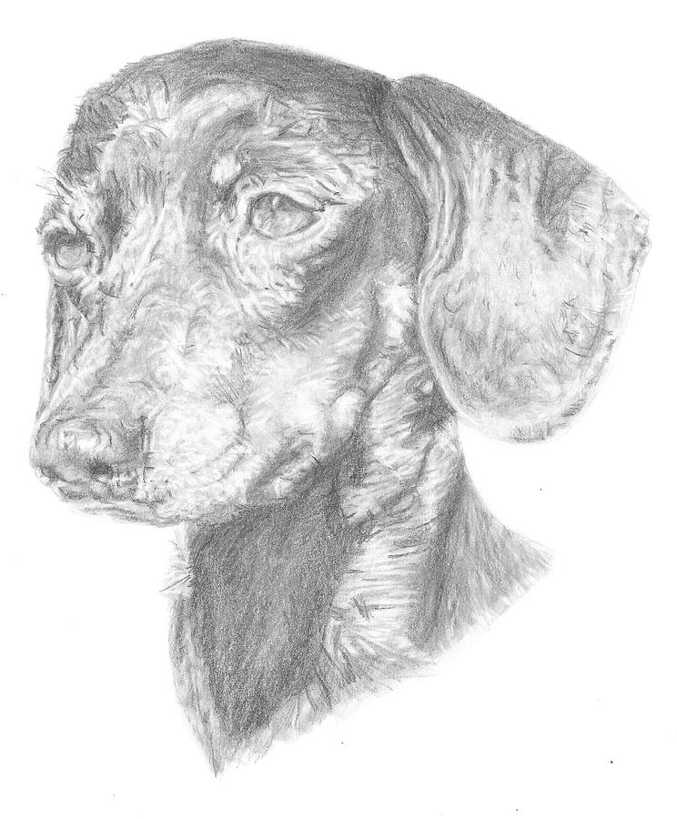 Dachshund Drawing by Rebecca Vose