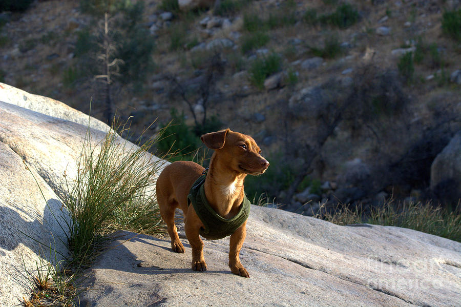 Dachshunds Delight Photograph by Leah McPhail
