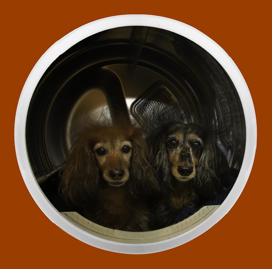 Dog Photograph - Dachshunds in the Dryer by Randy Turnbow
