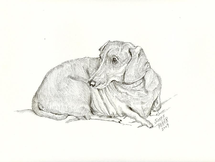 Dog Drawing - Dachsund by Joseph Baker
