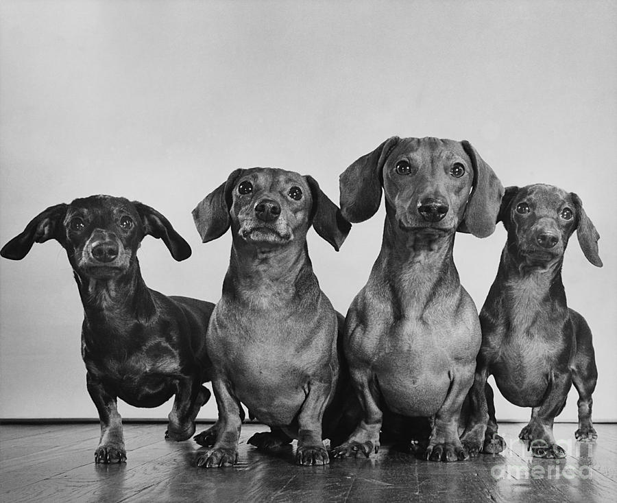 Dachsunds Photograph by Ylla