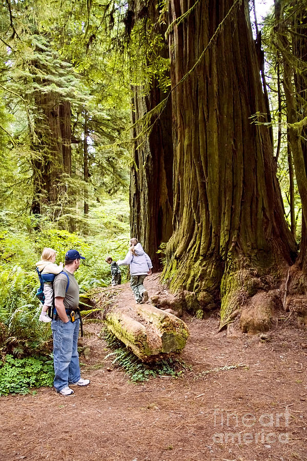 Dad and Children in Redwoods Photograph by Sherry  Curry